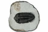 Bug-Eyed Coltraneia Trilobite Fossil - Top Quality Specimen #352674-3